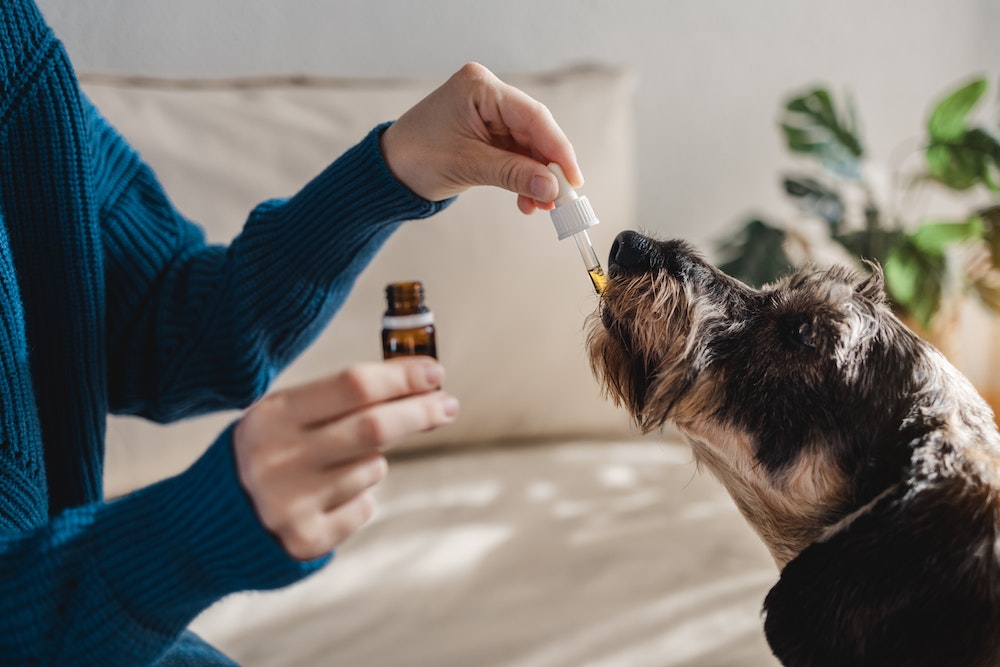 L'impact de la législation sur la distribution des bonbons CBD