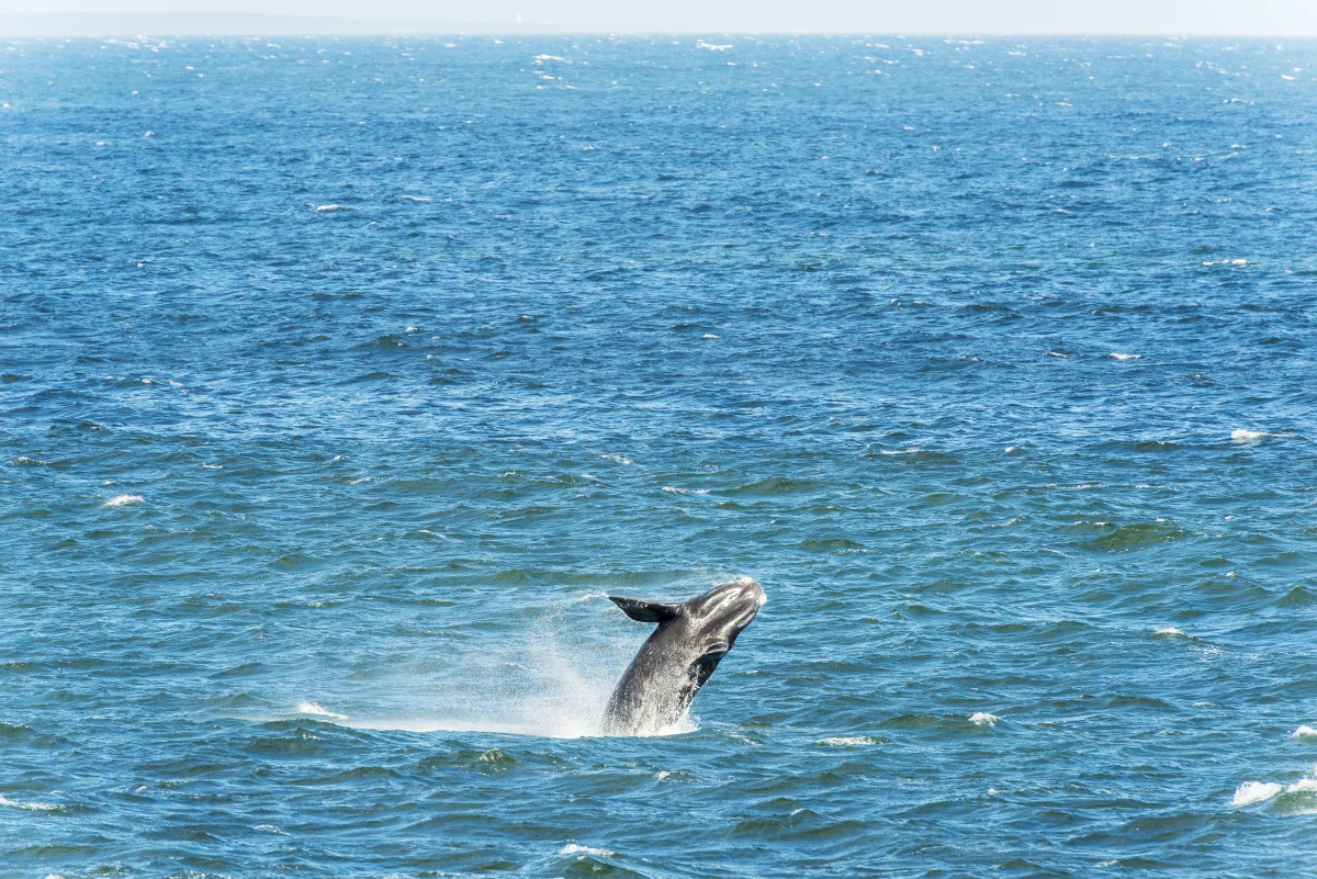 Le Droit des animaux : une question cruciale pour notre société